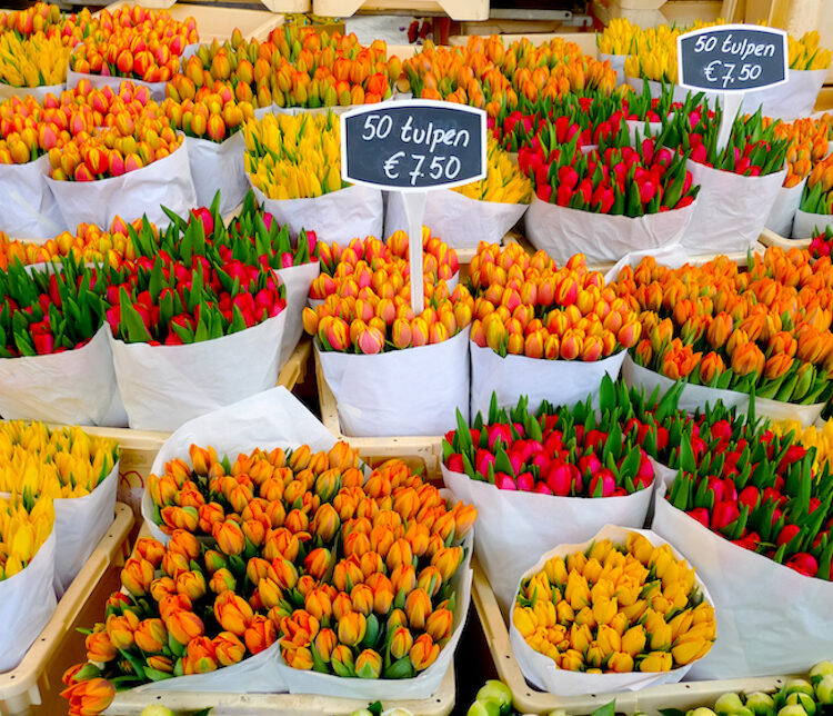 Standpunt Nederland VVD