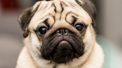 Huisdieren gezond en veilig 1